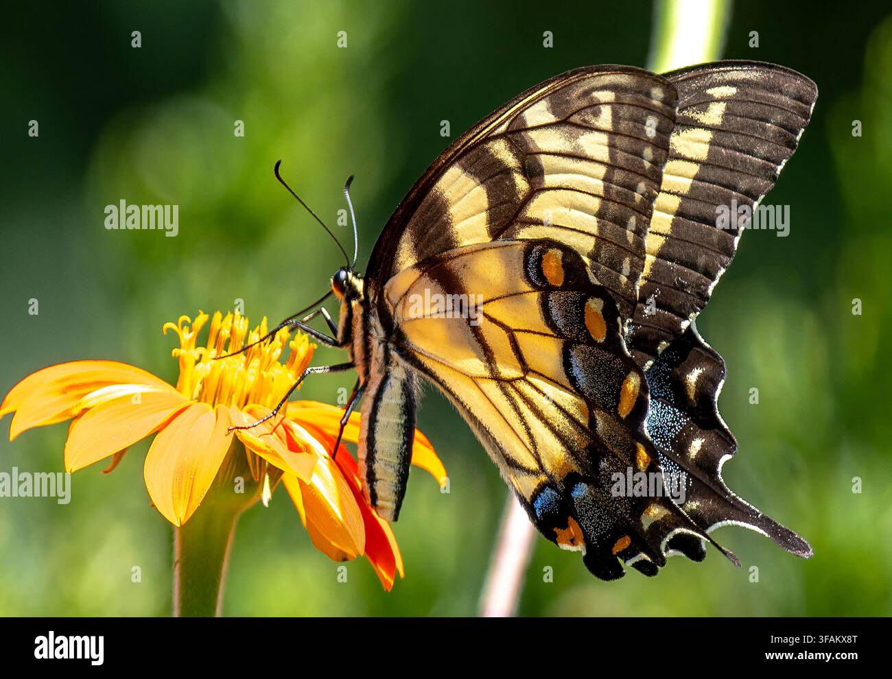 Ein östlicher Tigerschwalbenschwanz (Papilio glaucus) ruht auf einem lebhaften orangefarbenen mexikanischen Sonnenblumen Stockfoto