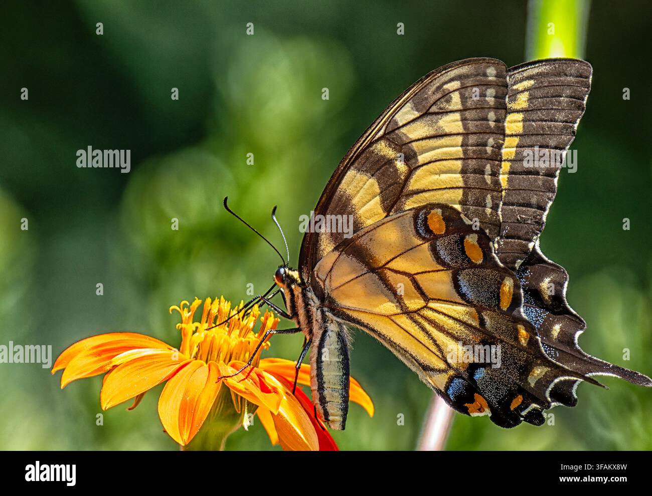 Ein östlicher Tigerschwalbenschwanz (Papilio glaucus) ruht auf einem lebhaften orangefarbenen mexikanischen Sonnenblumen Stockfoto