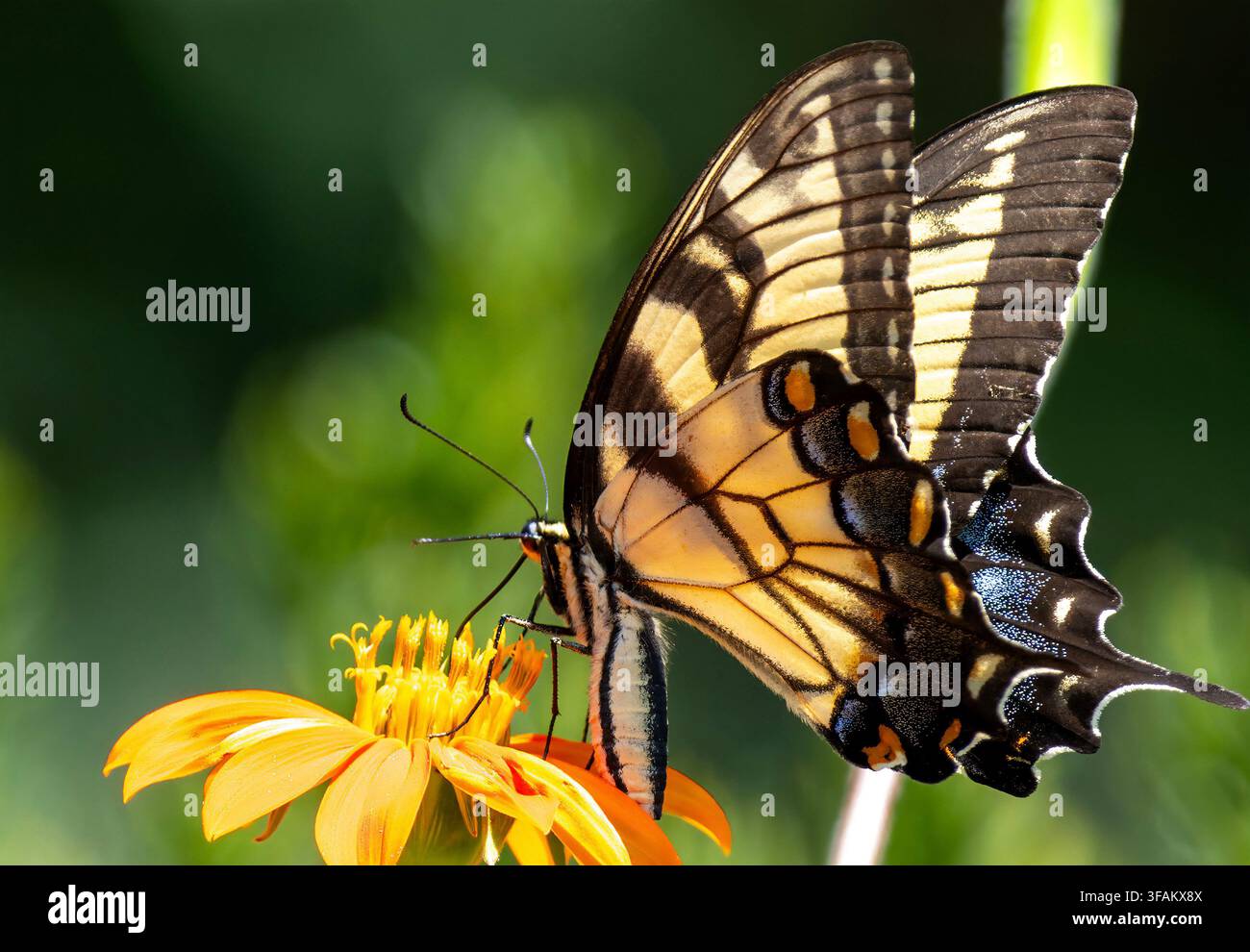 Ein östlicher Tigerschwalbenschwanz (Papilio glaucus) ruht auf einem lebhaften orangefarbenen mexikanischen Sonnenblumen Stockfoto
