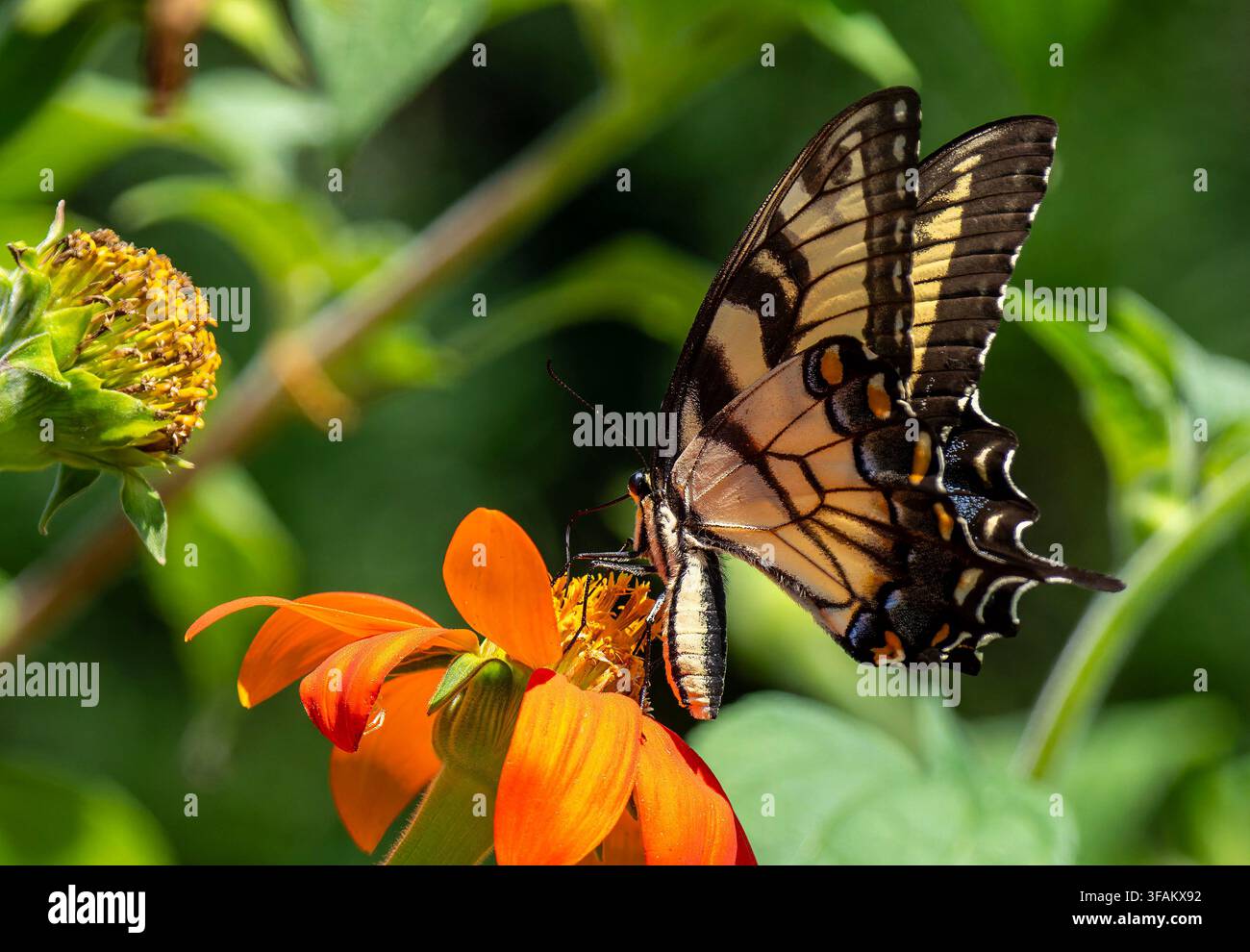 Ein östlicher Tigerschwalbenschwanz (Papilio glaucus) ruht auf einem lebhaften orangefarbenen mexikanischen Sonnenblumen Stockfoto