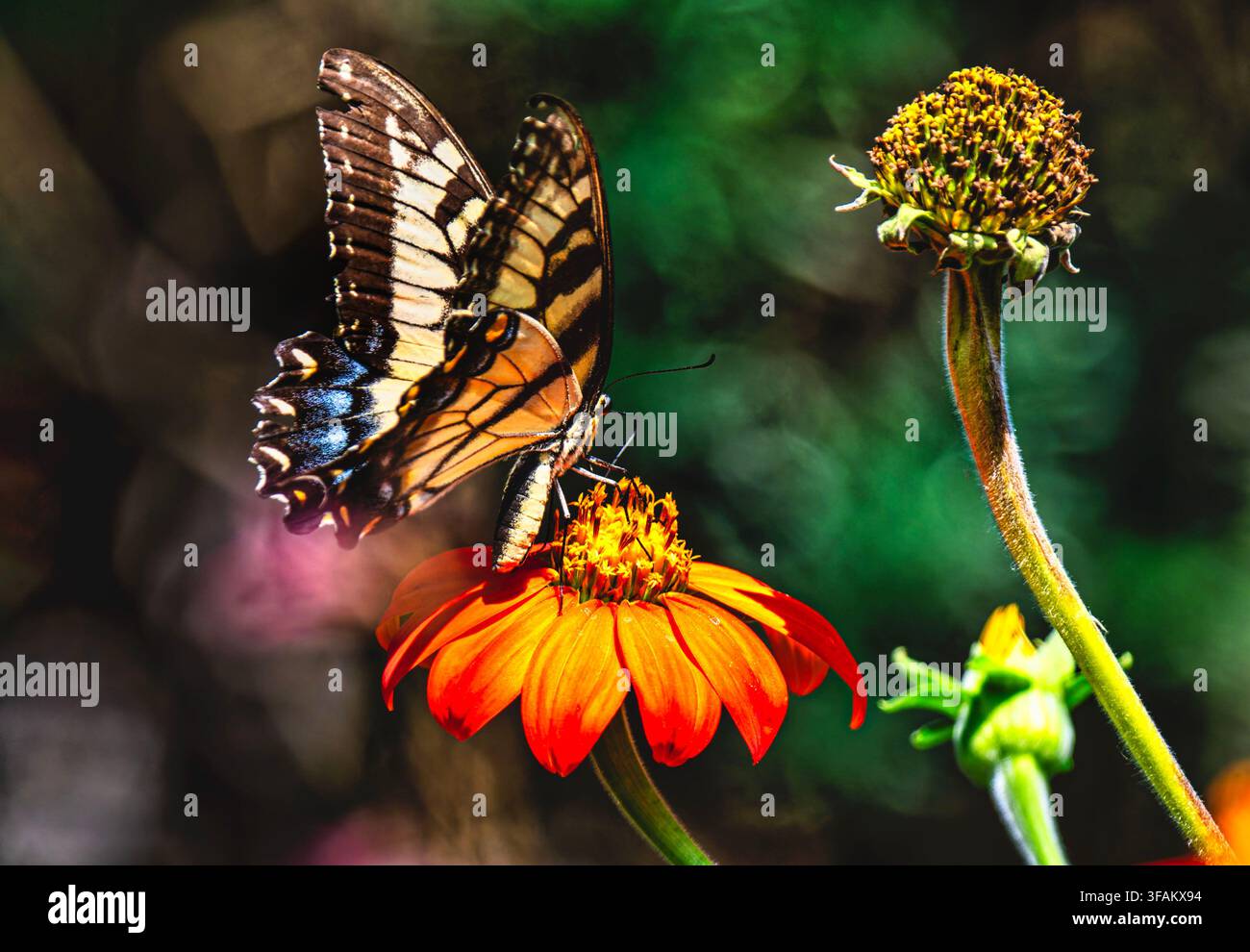 Ein östlicher Tigerschwalbenschwanz (Papilio glaucus) ruht auf einem lebhaften orangefarbenen mexikanischen Sonnenblumen Stockfoto