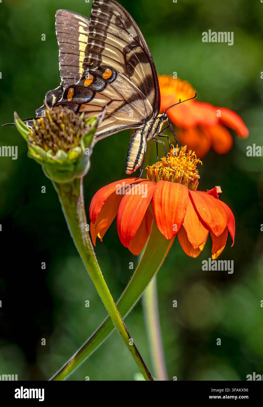 Ein östlicher Tigerschwalbenschwanz (Papilio glaucus) ruht auf einem lebhaften orangefarbenen mexikanischen Sonnenblumen Stockfoto