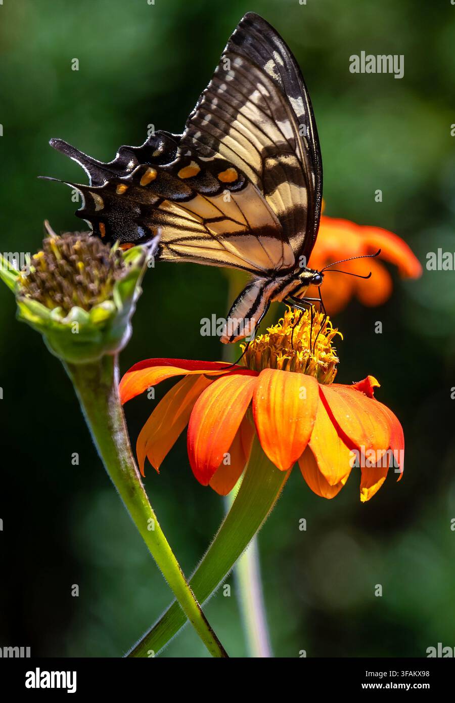 Ein östlicher Tigerschwalbenschwanz (Papilio glaucus) ruht auf einem lebhaften orangefarbenen mexikanischen Sonnenblumen Stockfoto