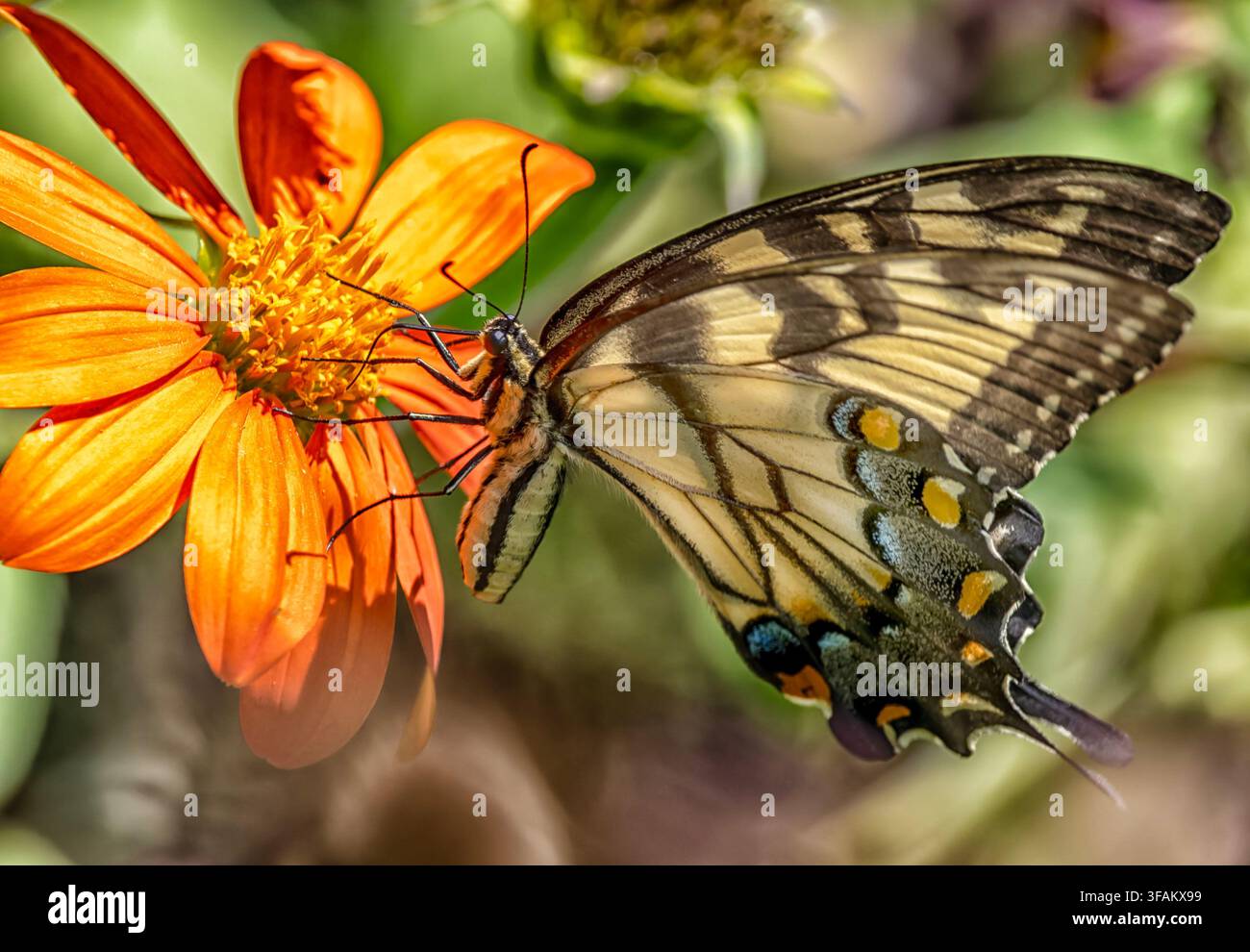 Ein östlicher Tigerschwalbenschwanz (Papilio glaucus) ruht auf einem lebhaften orangefarbenen mexikanischen Sonnenblumen Stockfoto