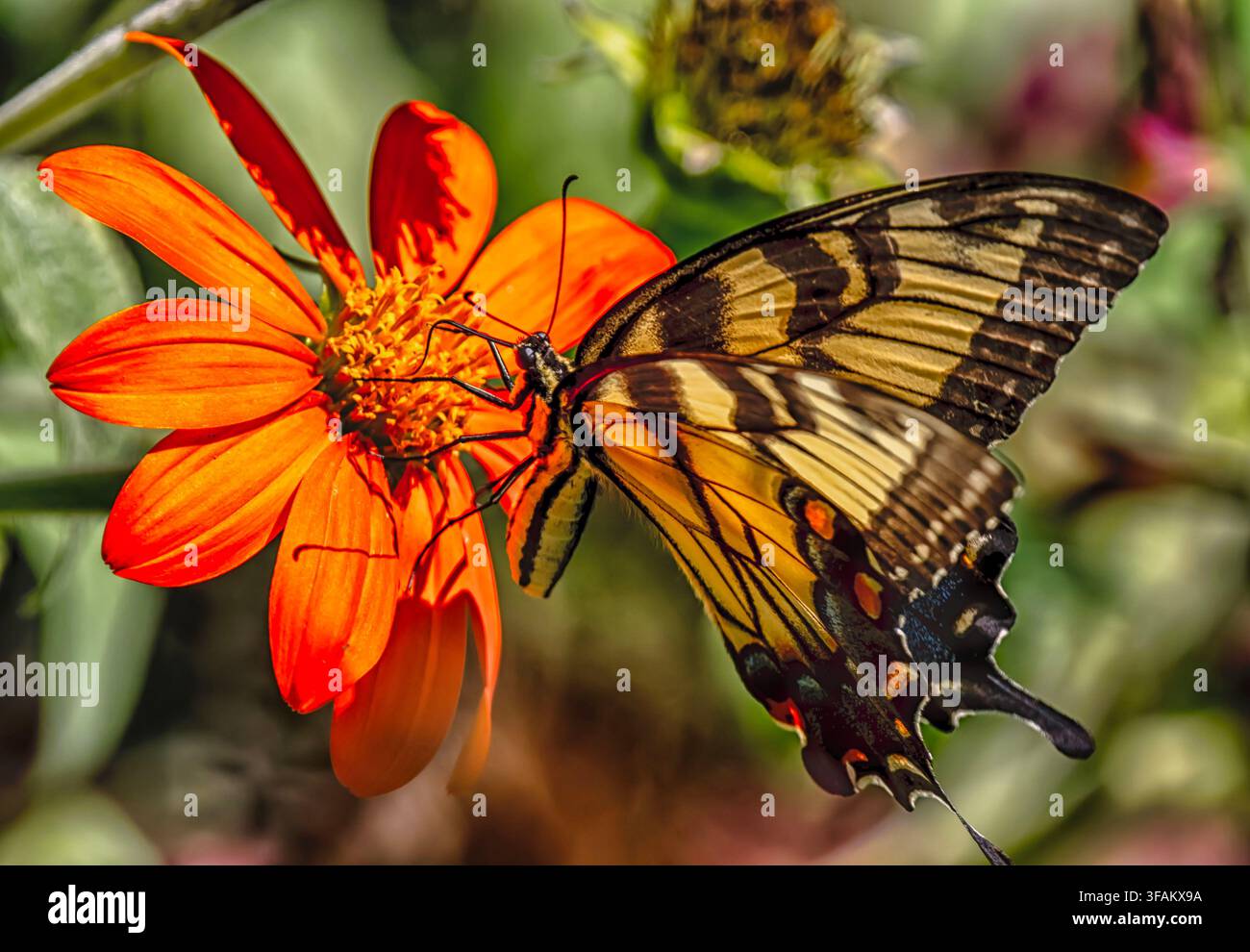 Ein östlicher Tigerschwalbenschwanz (Papilio glaucus) ruht auf einem lebhaften orangefarbenen mexikanischen Sonnenblumen Stockfoto