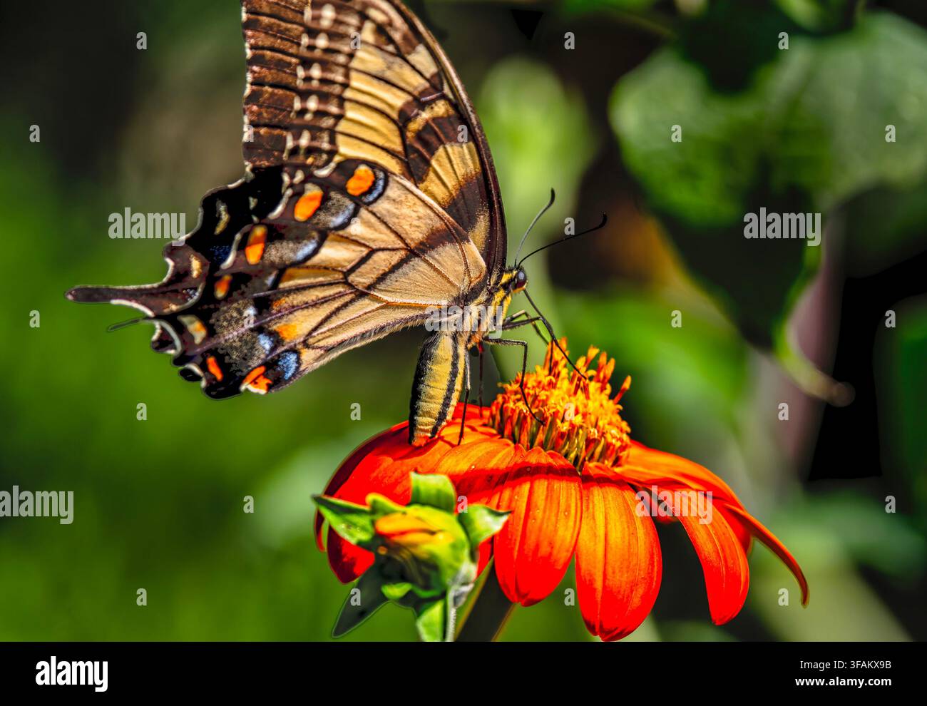 Ein östlicher Tigerschwalbenschwanz (Papilio glaucus) ruht auf einem lebhaften orangefarbenen mexikanischen Sonnenblumen Stockfoto