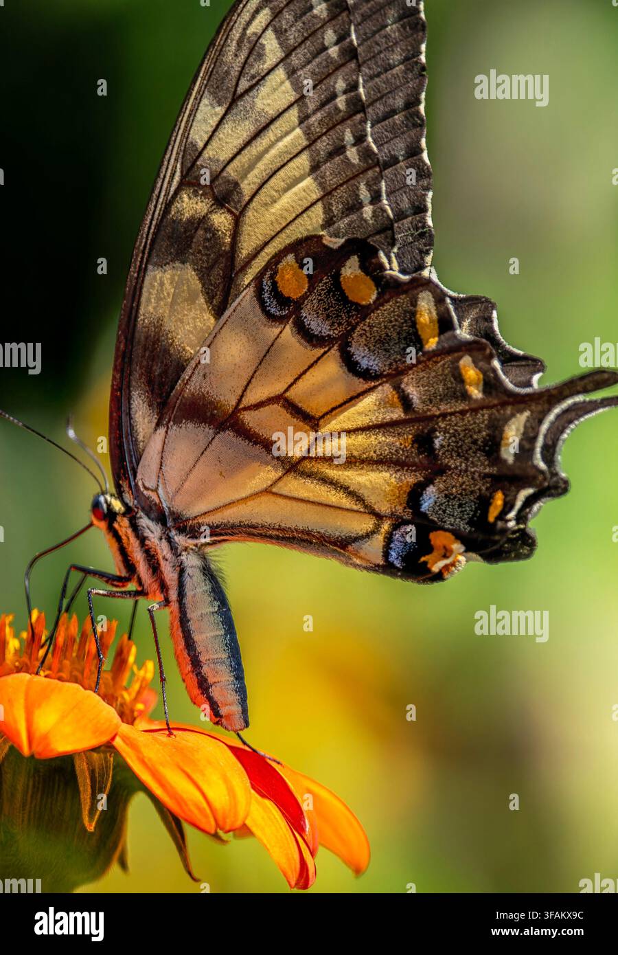 Ein östlicher Tigerschwalbenschwanz (Papilio glaucus) ruht auf einem lebhaften orangefarbenen mexikanischen Sonnenblumen Stockfoto