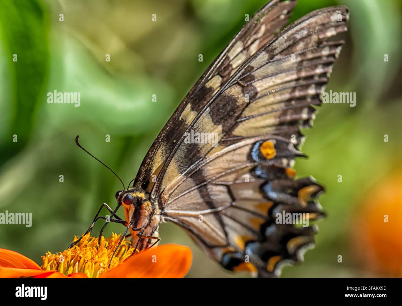 Ein östlicher Tigerschwalbenschwanz (Papilio glaucus) ruht auf einem lebhaften orangefarbenen mexikanischen Sonnenblumen Stockfoto