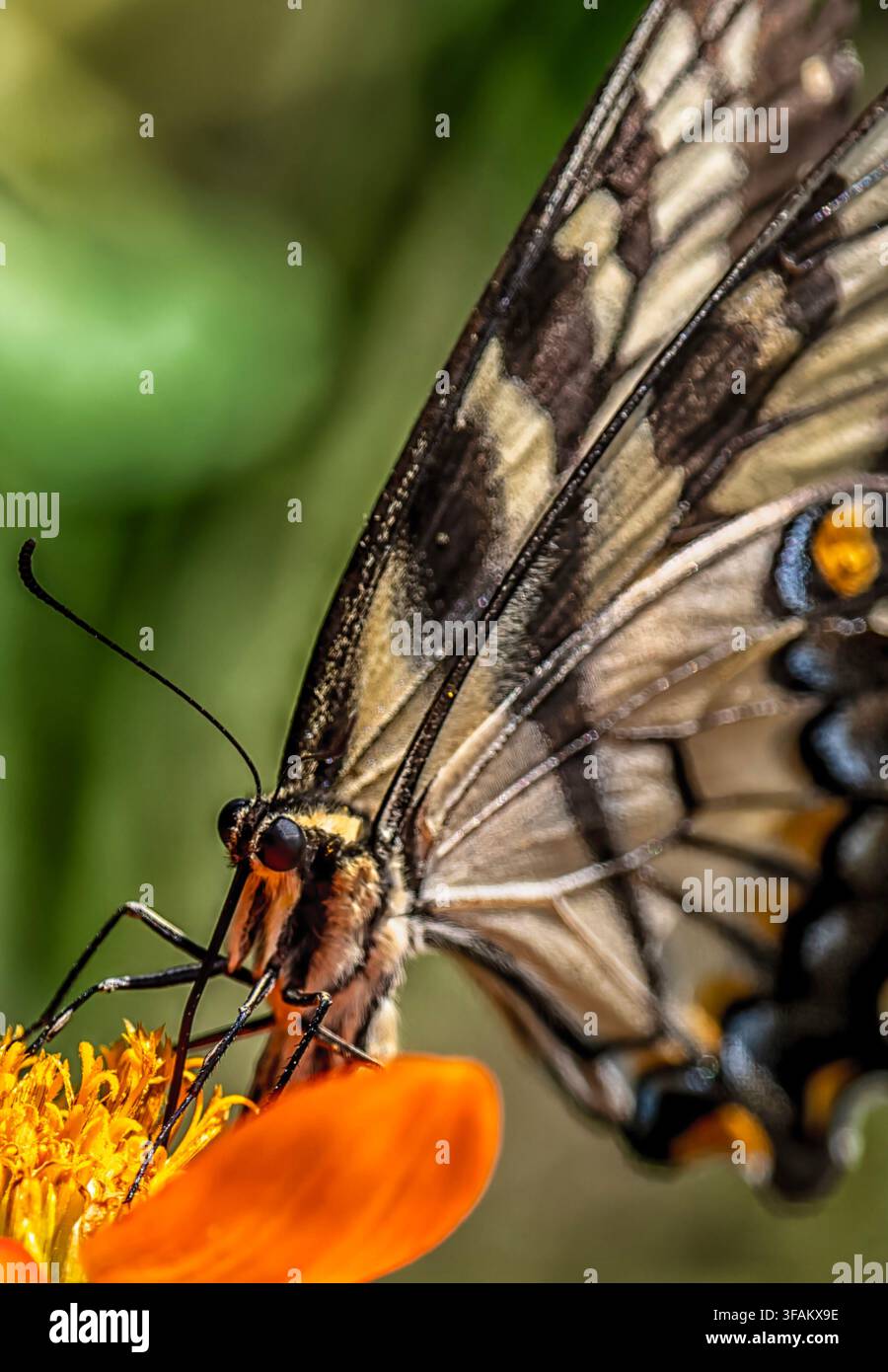 Ein östlicher Tigerschwalbenschwanz (Papilio glaucus) ruht auf einem lebhaften orangefarbenen mexikanischen Sonnenblumen Stockfoto