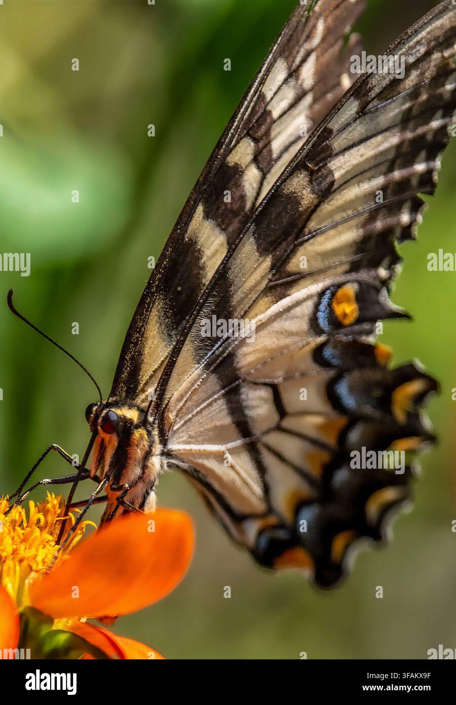 Ein östlicher Tigerschwalbenschwanz (Papilio glaucus) ruht auf einem lebhaften orangefarbenen mexikanischen Sonnenblumen Stockfoto