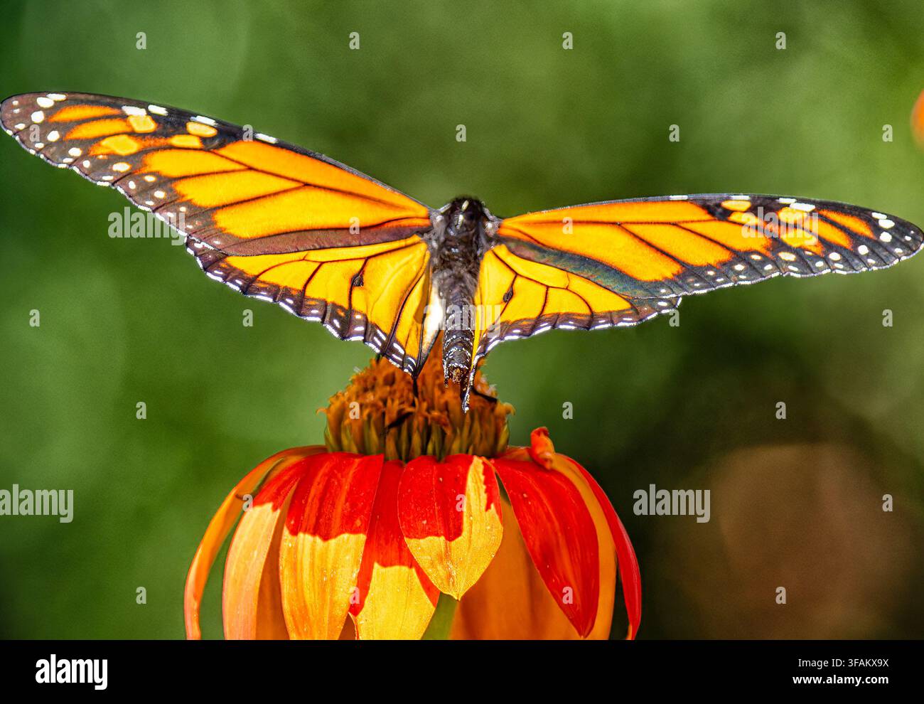 Ein östlicher Tigerschwalbenschwanz (Papilio glaucus) ruht auf einem lebhaften orangefarbenen mexikanischen Sonnenblumen Stockfoto