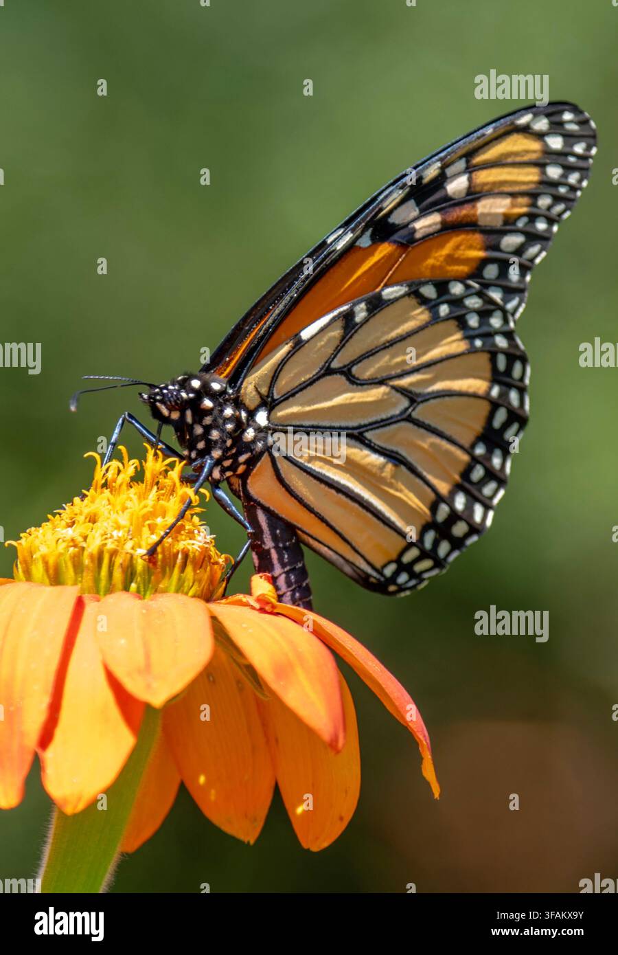 Ein östlicher Tigerschwalbenschwanz (Papilio glaucus) ruht auf einem lebhaften orangefarbenen mexikanischen Sonnenblumen Stockfoto