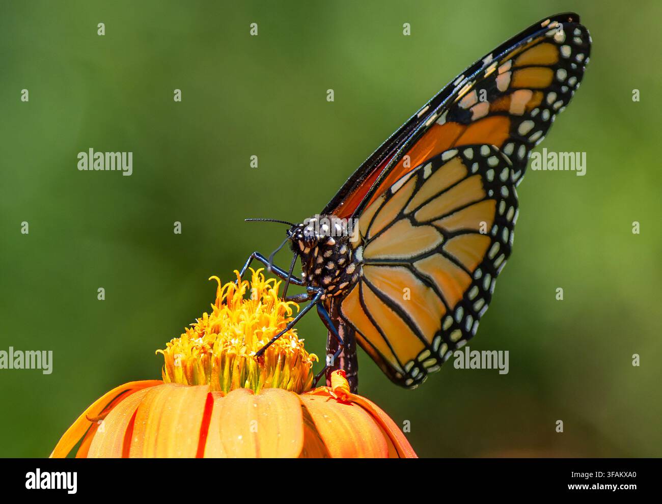 Ein östlicher Tigerschwalbenschwanz (Papilio glaucus) ruht auf einem lebhaften orangefarbenen mexikanischen Sonnenblumen Stockfoto