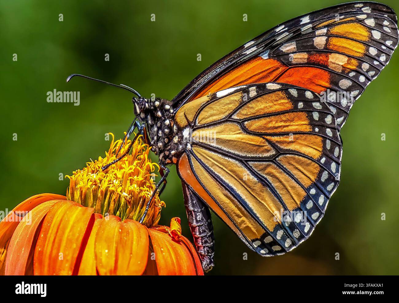 Ein östlicher Tigerschwalbenschwanz (Papilio glaucus) ruht auf einem lebhaften orangefarbenen mexikanischen Sonnenblumen Stockfoto