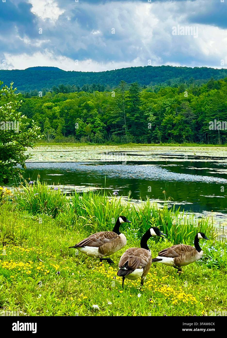 Rip-Van-Winkle-See in Tannersville, Region der Catskill Mountains, Bundesstaat New York, USA. Stockfoto