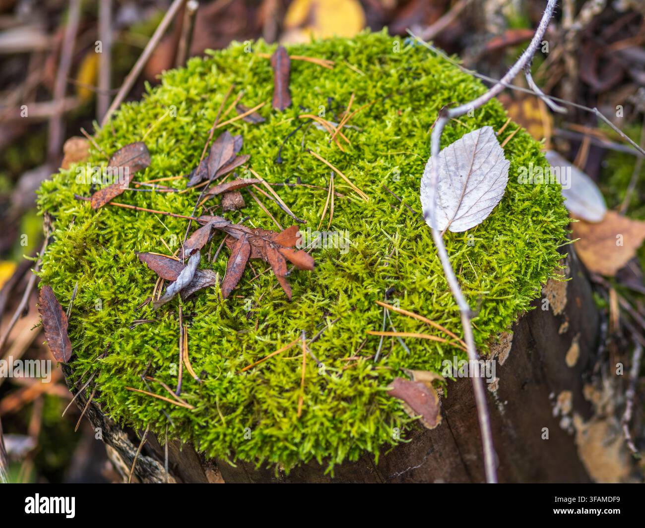 Weiche dicke Moos im Wald wird von der Sonne beleuchtet. Weiches Moos Teppich. Detaillierte Bilder von Moss. Hintergrundbild. Stockfoto