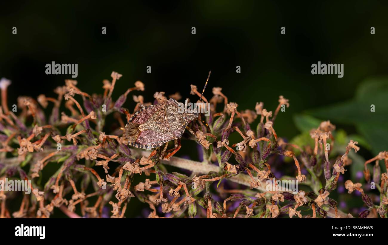 Detaillierte Makrofotografie eines braunen Marmorierten Stinkkäfers, der auf einem getrockneten Blütenbüschel vor dunklem Hintergrund sitzt. Stockfoto