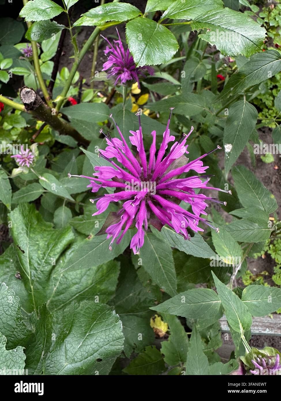 Helle lila Blume umgeben von üppigen grünen Blättern in einer Gartensituation. Stockfoto