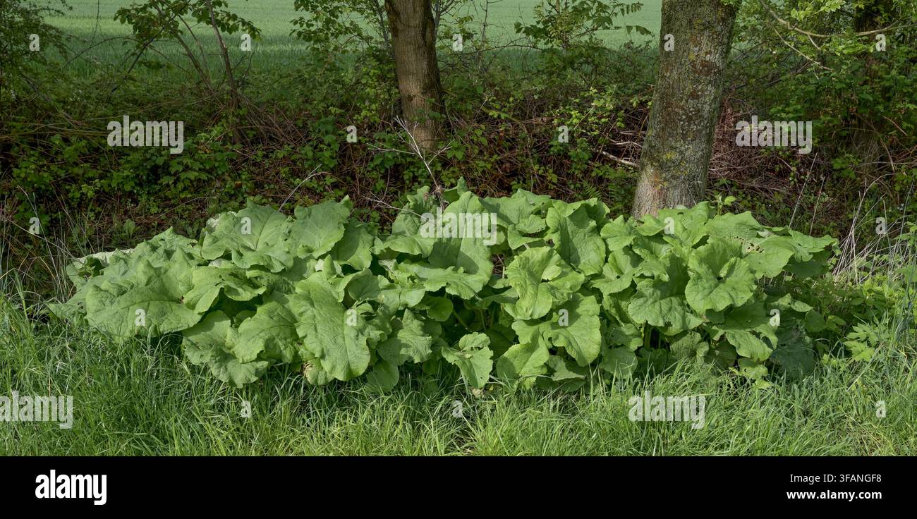 Blätter der Großen Klette bzw. Arctium lappa an einem Ufer des Stroms, Niederrhein, Deutschland Stockfoto