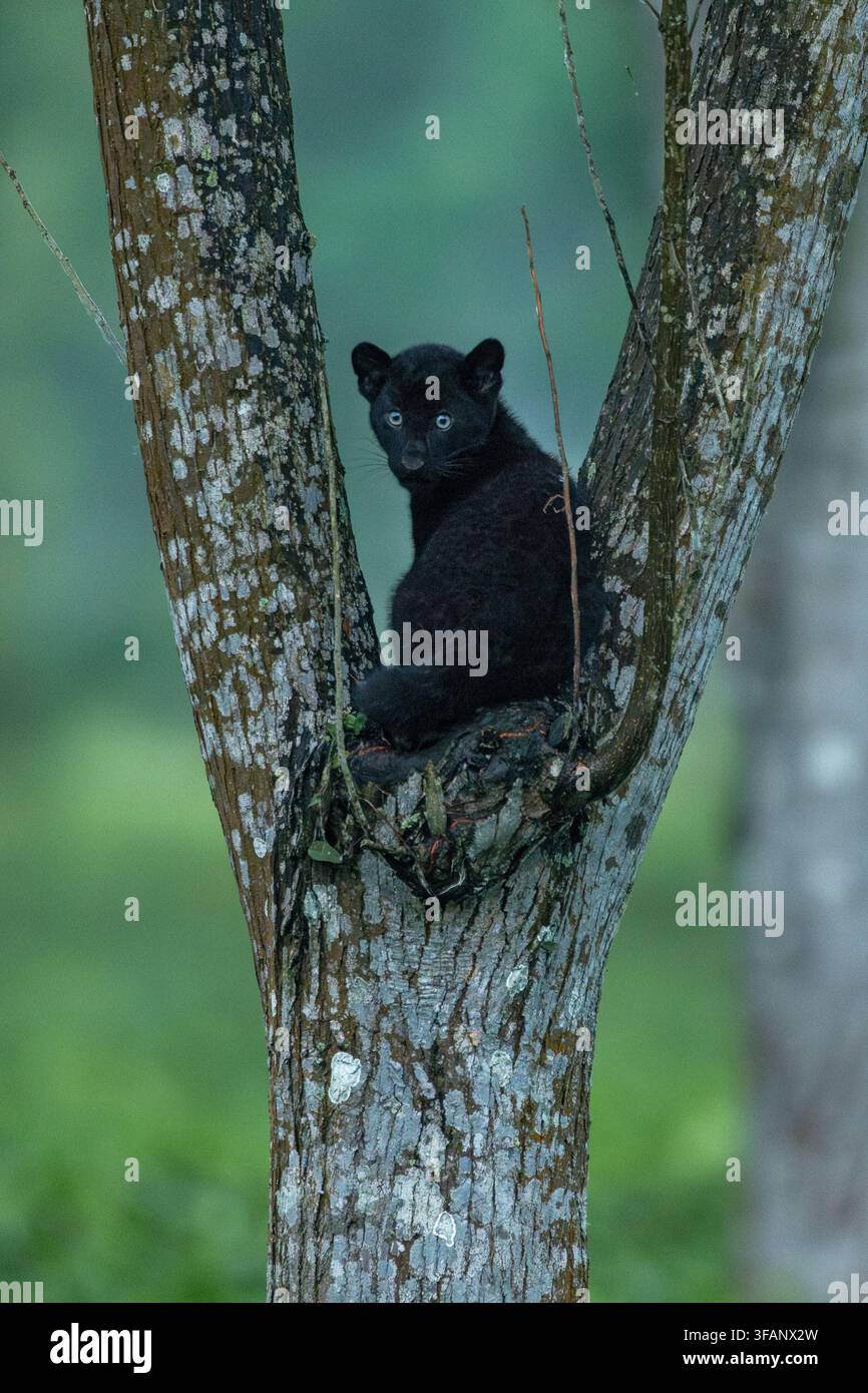 Vertikale Nahaufnahme eines 2,5 Monate alten melanistischen Indischen Leopardenjungtiers, das auf einem teilweise mit Moos bedeckten Baum in einer Teegarten klettert Stockfoto