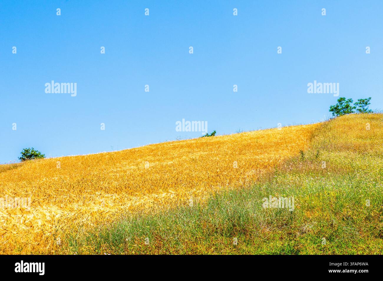 Maisfelder in einer ländlichen Landschaft in der Nähe der Dörfer Selca e Poshtme - Region Pogradec, Albanien Stockfoto