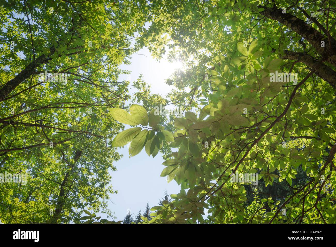 Niedrigwinklige Ansicht, die durch grüne Kastanienbaumblätter und -äste hinaufschaut, mit Sonnenlichtsternenhintergrund in einem Wald in Garfagnana. Lucca, Toskana, Italien Stockfoto