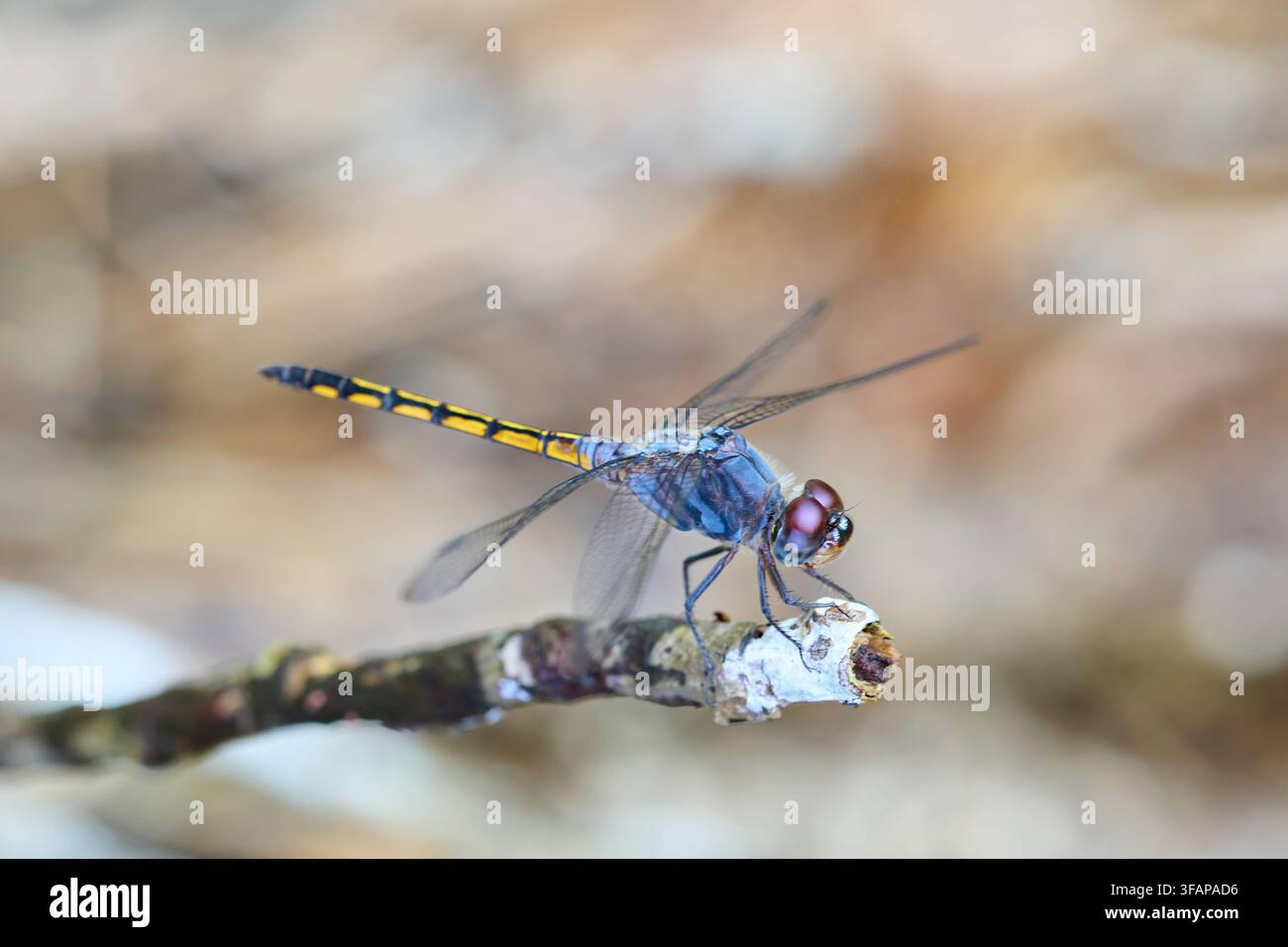 Blaue Libelle mit gestreiftem Abdomen ruht auf einem Zweig Stockfoto