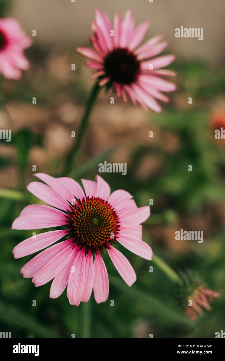 Nahaufnahme von pinkfarbenen Sonnenhutblumen, die draußen blühen Stockfoto