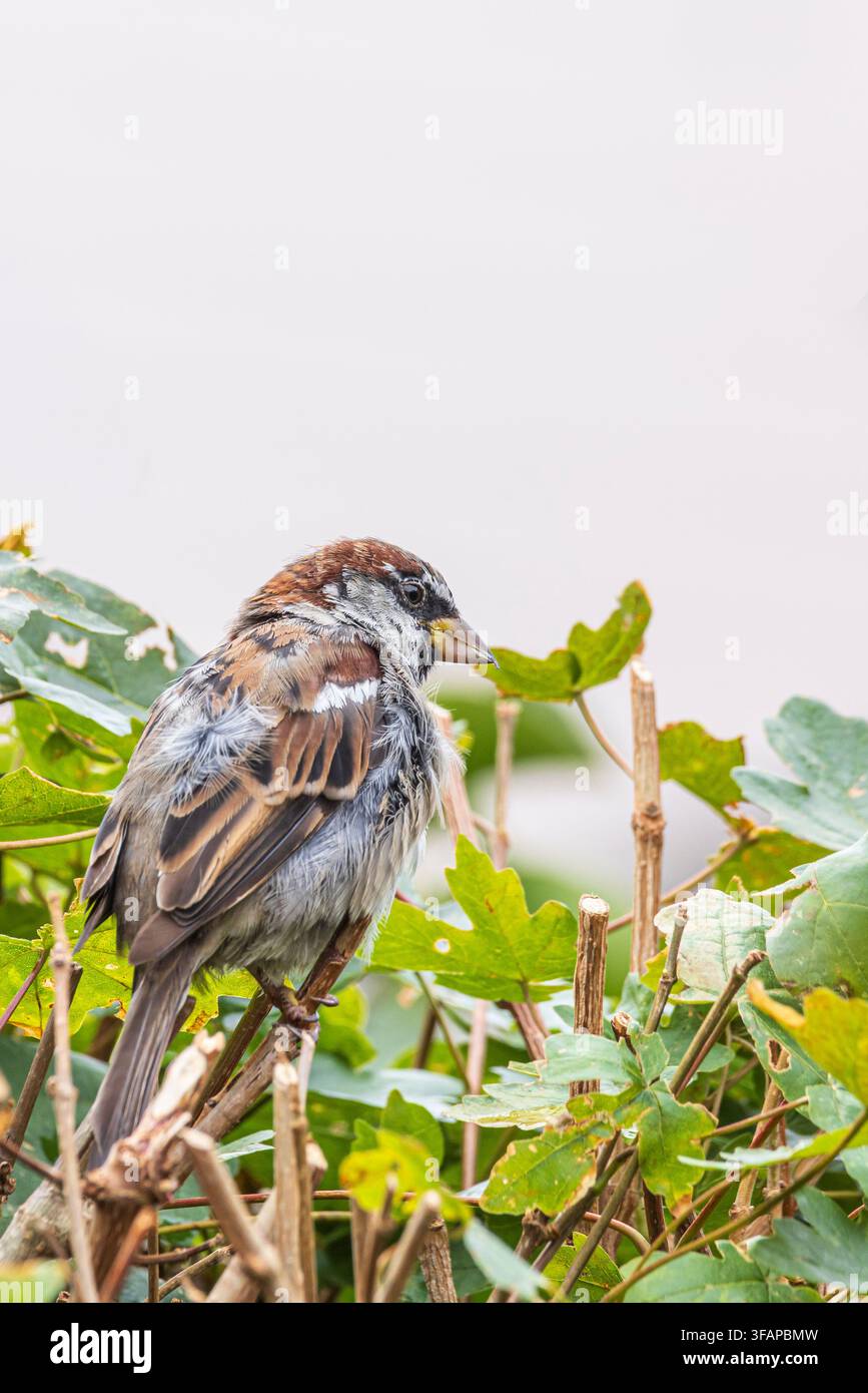 Eine Hausspatz (Passer domesticus) sitzt zwischen grünen Blättern und Stängeln und zeigt detaillierte braune und graue Federn. Weiches natürliches Licht hebt t Stockfoto