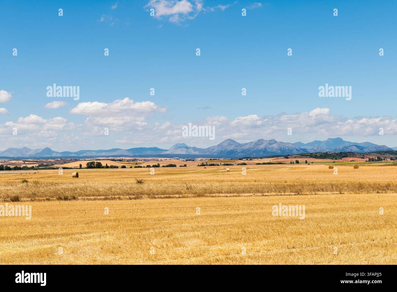 Die endlosen Weizenfelder Nordspaniens bei Palencia in Kastilien und León, mit der Cordillera Cantábrica (Kantabrischen Berge) in der Ferne Stockfoto
