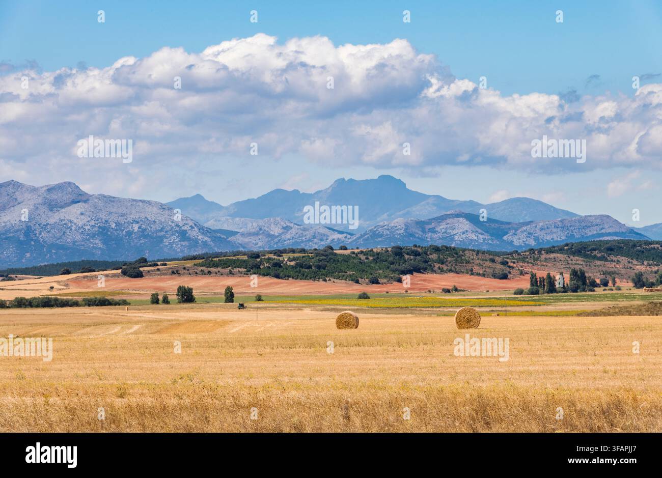 Die endlosen Weizenfelder Nordspaniens bei Palencia in Kastilien und León, mit der Cordillera Cantábrica (Kantabrischen Berge) in der Ferne Stockfoto
