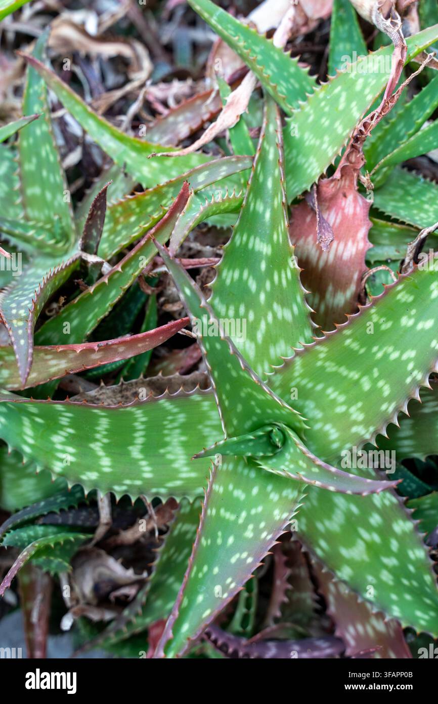 Nahaufnahme von Aloe-Pflanzen mit grünen, gefleckten Sukkulentenblättern, gezackten Rändern und natürlichen Blattmustern. Stockfoto