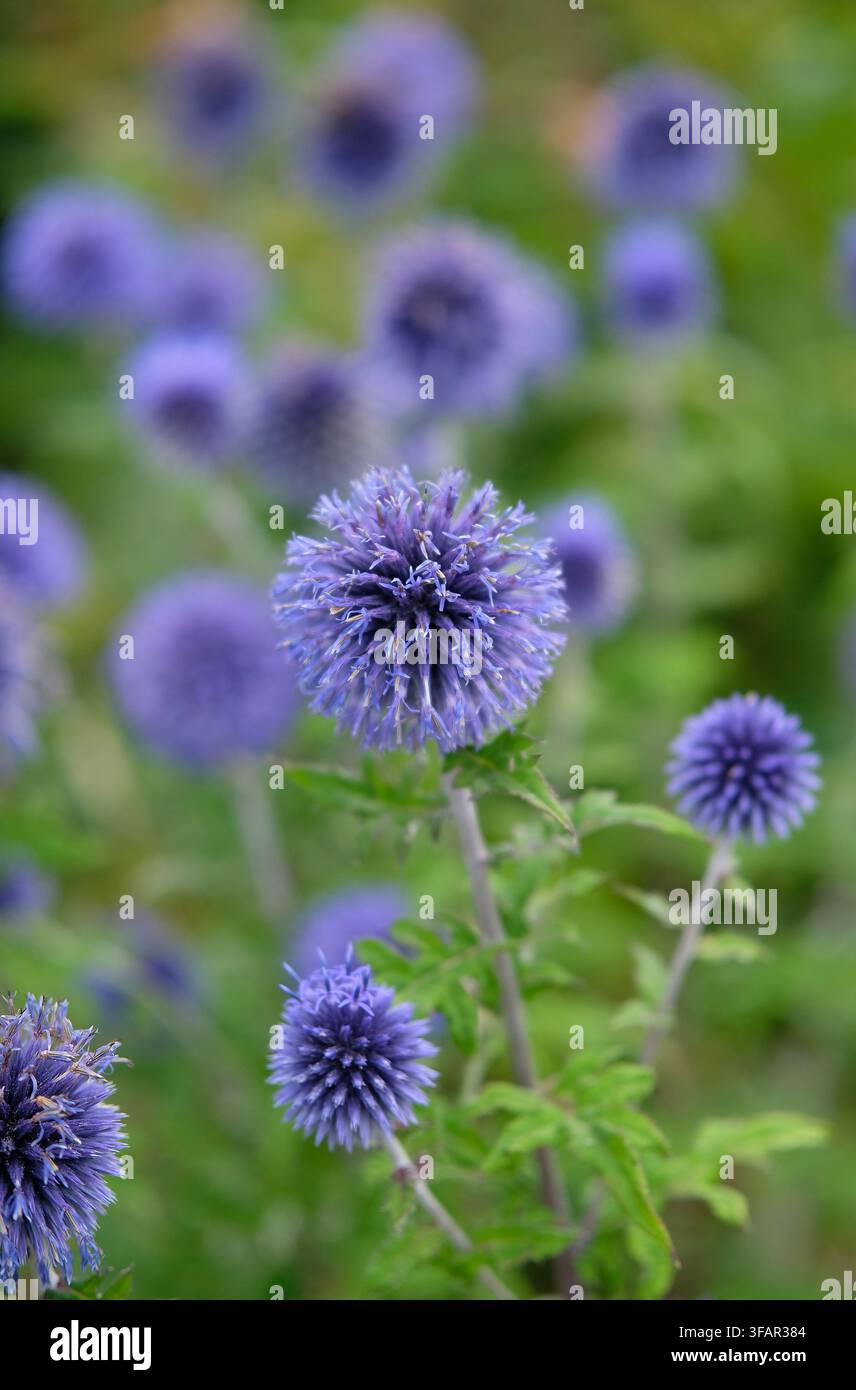 blühende Echinops-Blaue-Kugeldistelblüten in einem englischen Garten, Norfolk, England Stockfoto