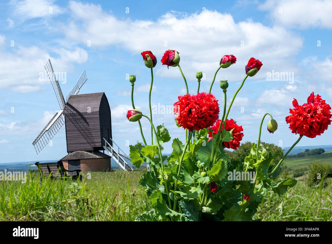 Traditionelle englische Windmühle mit lebendigen Mohnblumen auf dem Feld Stockfoto