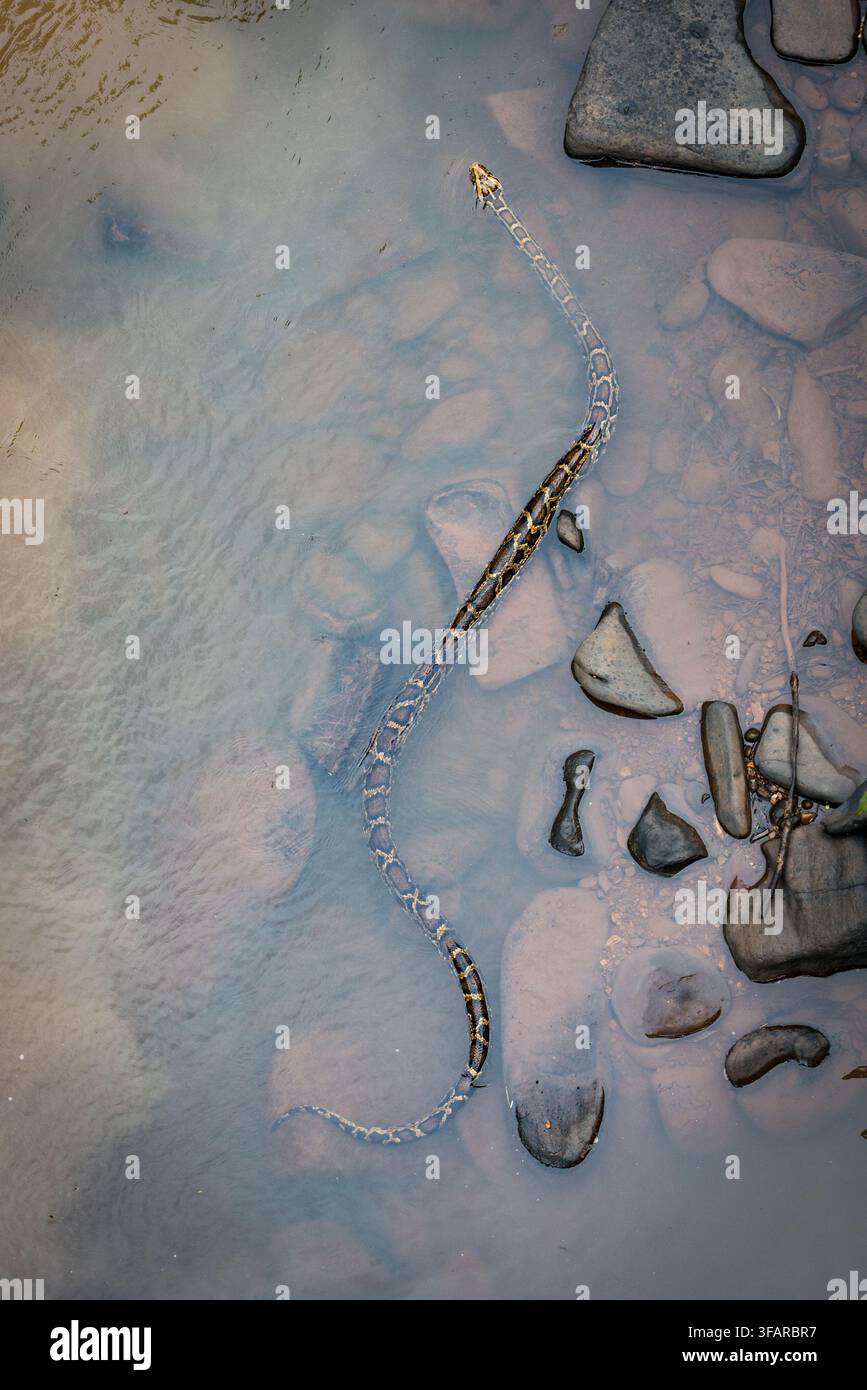 5 Meter burmesischen Python (Python Bivittatus) gehört zu den fünf größten Arten von Schlangen in der Welt (etwa das dritte la Stockfoto