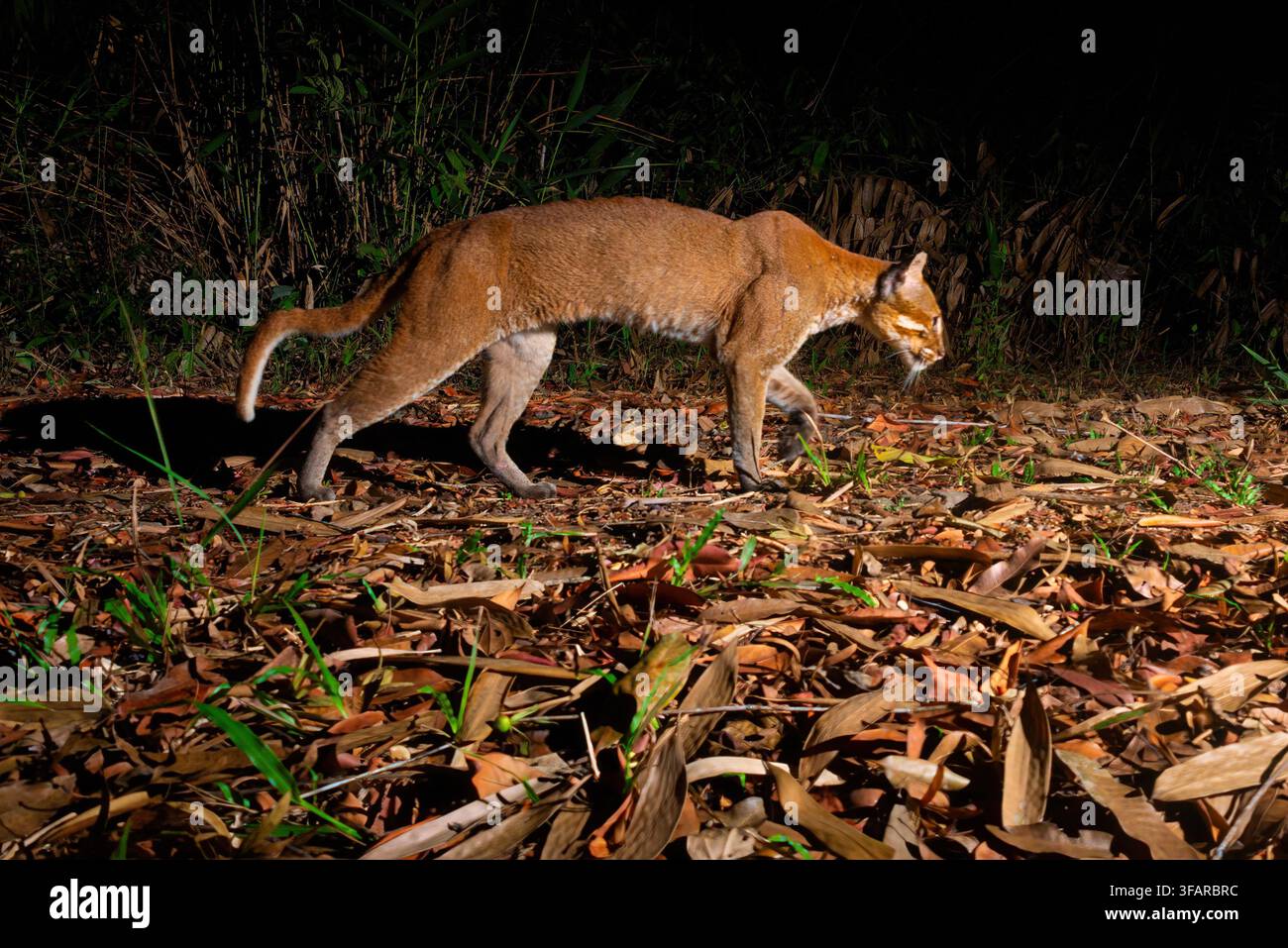 Die asiatische Goldkatze (Catopuma temminckii, Syn. Pardofelis temminckii), auch genannt die asiatische Goldkatze und temminck's Cat. Asiatische goldene Katzen, Weiß Stockfoto