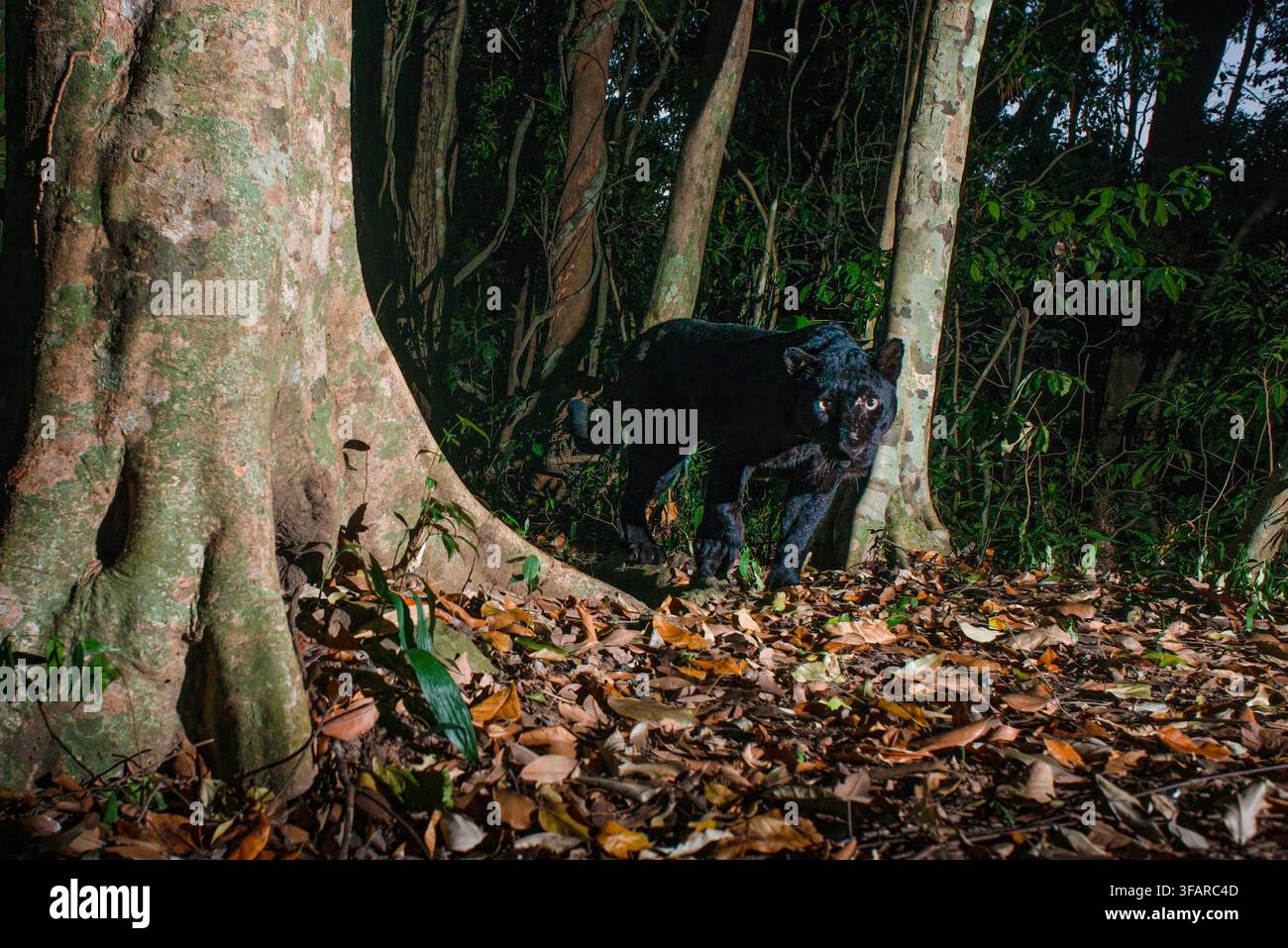 Der Indochinesische Leopard (Panthera pardus delacouri) ist eine Leopardsubart, die im kontinentalen Südostasien und im Süden Chinas heimisch ist. Die weltweite Population Stockfoto