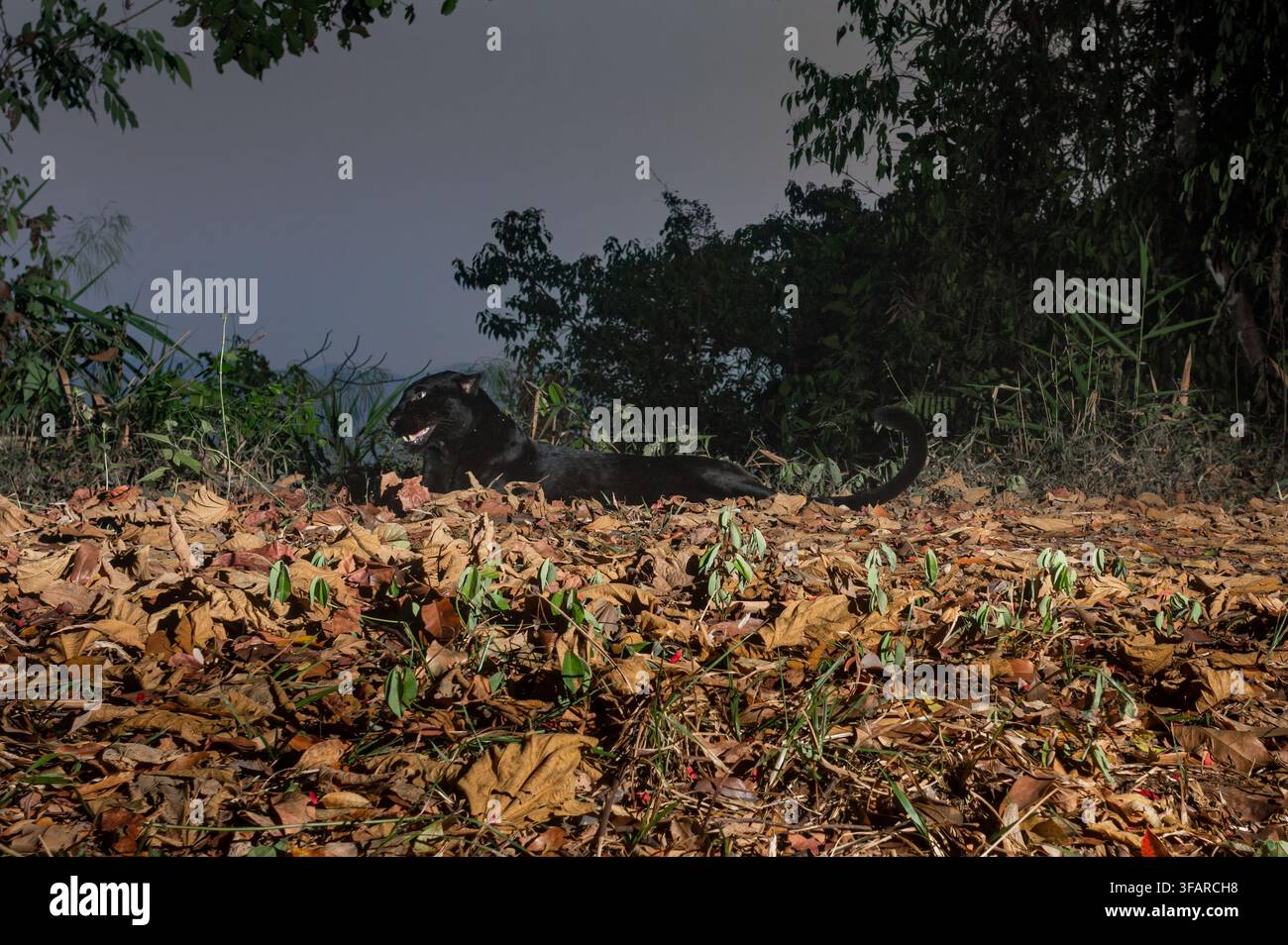 Die Indochina-Leopard (Panthera Pardus Delacouri) ist ein Leopard Unterarten in Südostasien heimisch und Südchina. Stockfoto