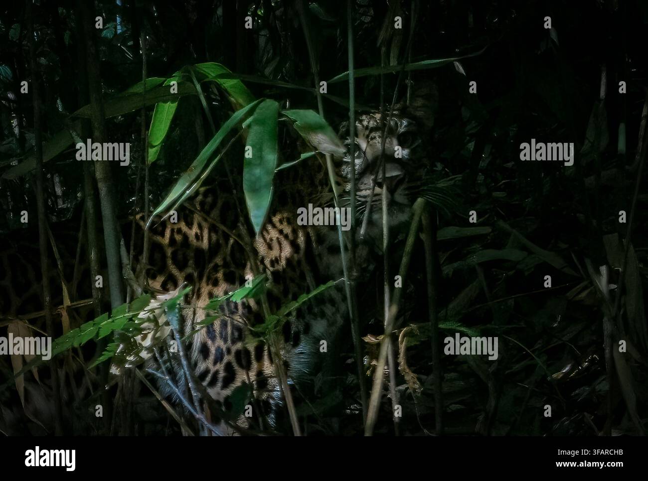 Die Indochina-Leopard (Panthera Pardus Delacouri) ist ein Leopard Unterarten in Südostasien heimisch und Südchina. Stockfoto