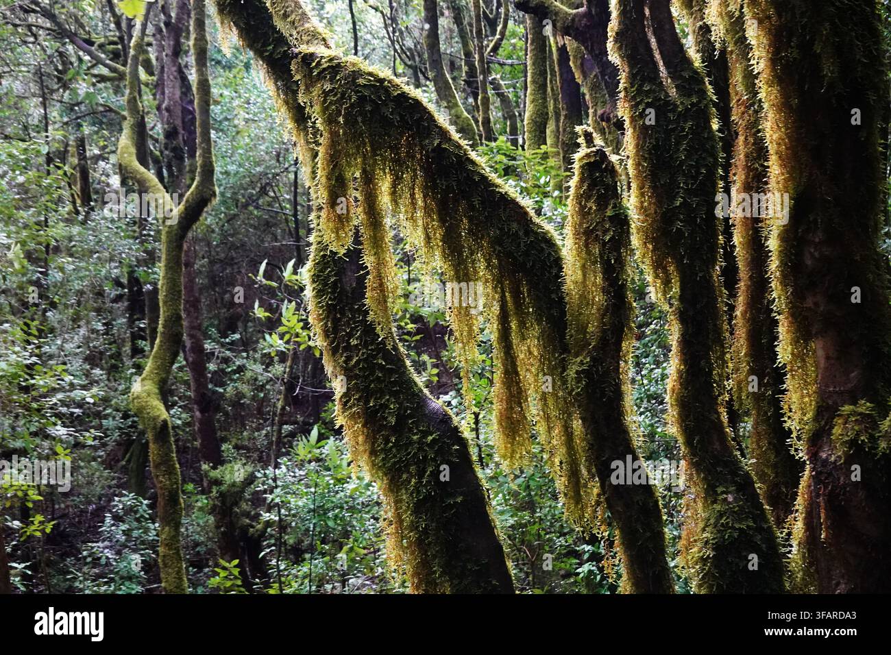 Landschaft in den alten, subtropischen Laurisilva-Wäldern im Garajonay-Nationalpark, UNESCO, La Gomera, Kanarische Inseln, Spanien Stockfoto
