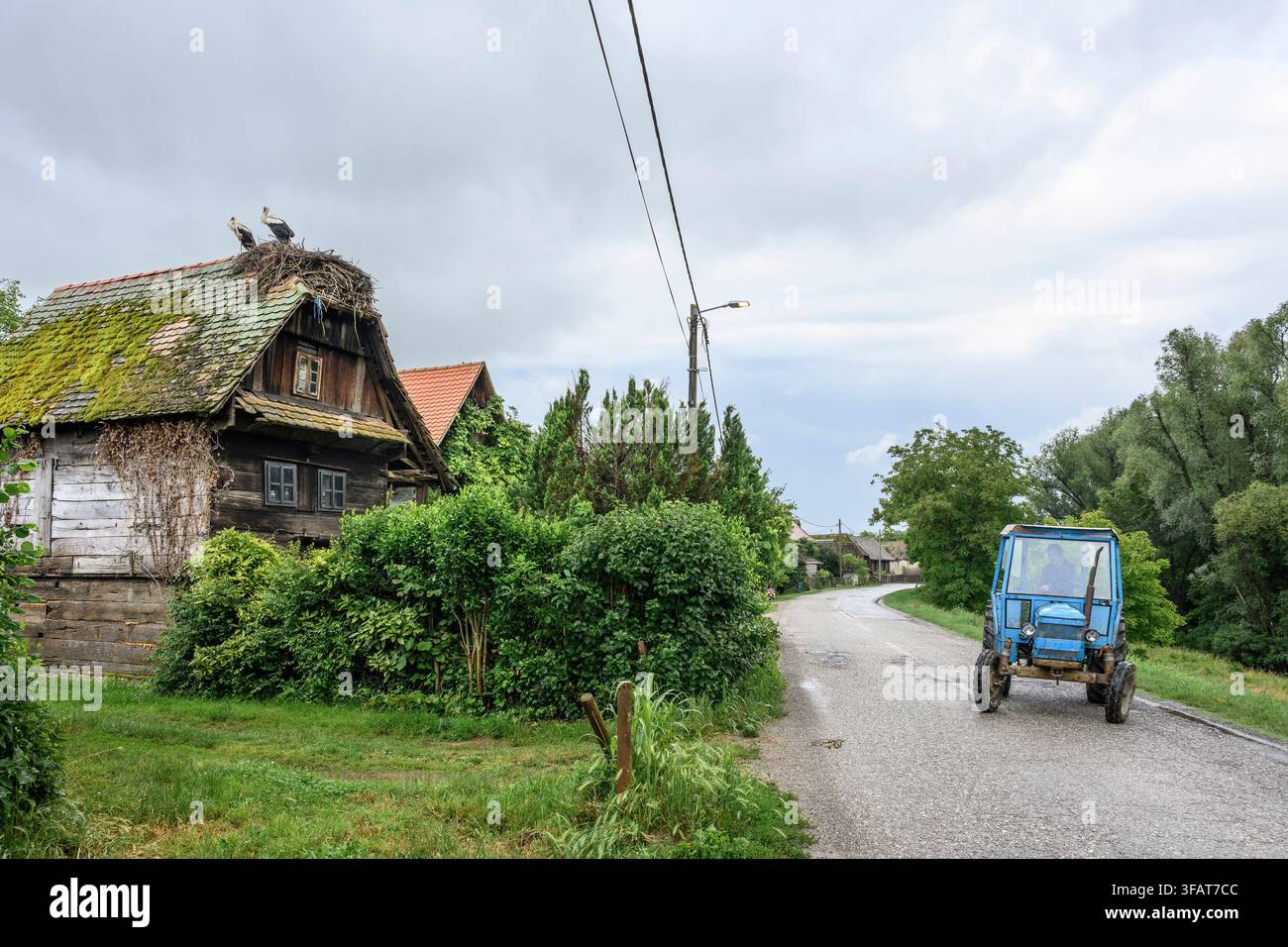 Störche nisten auf einem alten Holzhaus im Dorf Cigoc. Lonjsko Polje Naturpark, Kroatien. Stockfoto