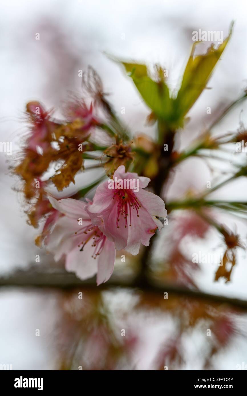 Rosa Blüten hängen sanft von einem schlanken Ast. Weiche Schärfe betont zarte Blütenblätter und frische grüne Blätter. Der verschwommene Hintergrund erzeugt einen träumerischen, friedlichen Stockfoto