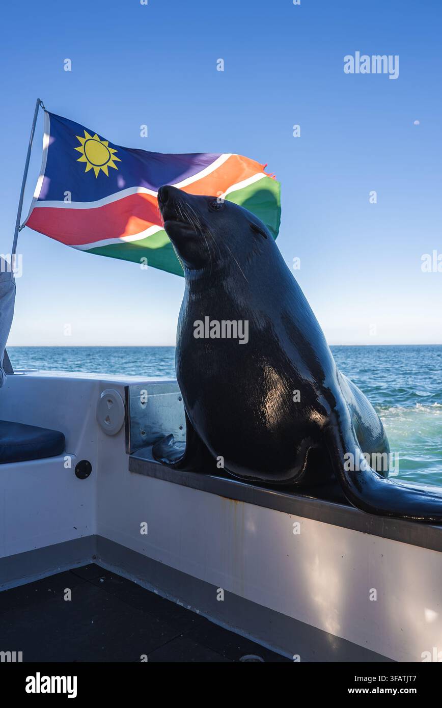 Ein Kapfuchsrobbe ruht auf einem Touristenboot unter der Flagge Namibias Stockfoto