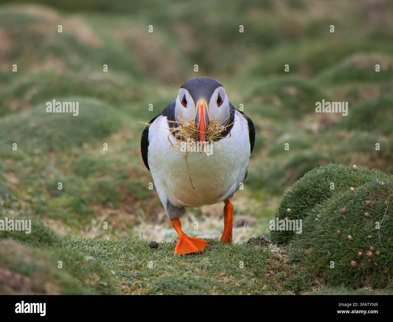 Atlantik-Murmeltier trägt Nistgras über eine moosige Klippe auf Fair Isle UK, ein bezauberndes Frühlingswildtierporträt Stockfoto