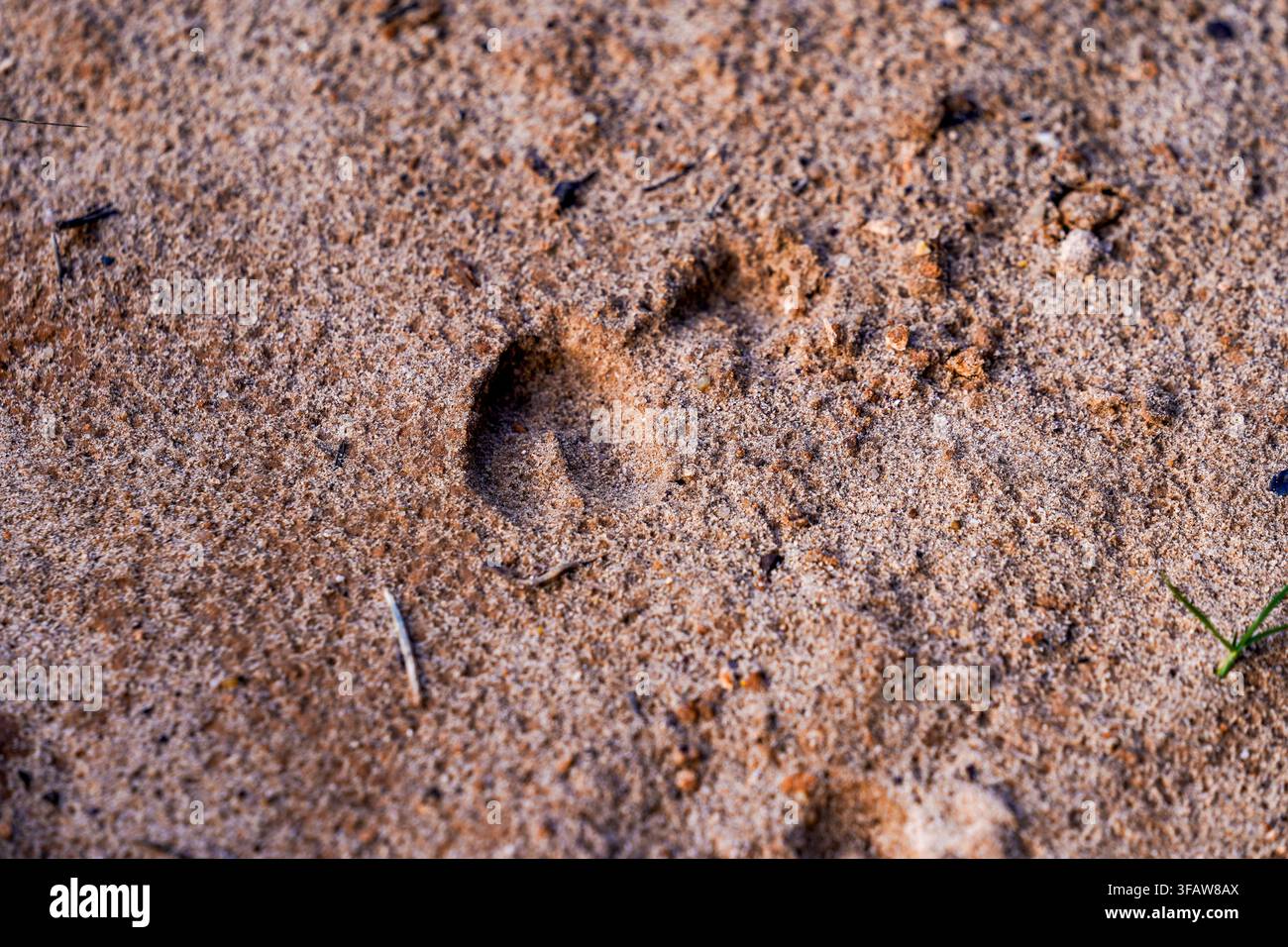 Hirschhufabdruck, der die Anwesenheit von Wildtieren auf sandigem Wüstengrund zeigt Stockfoto