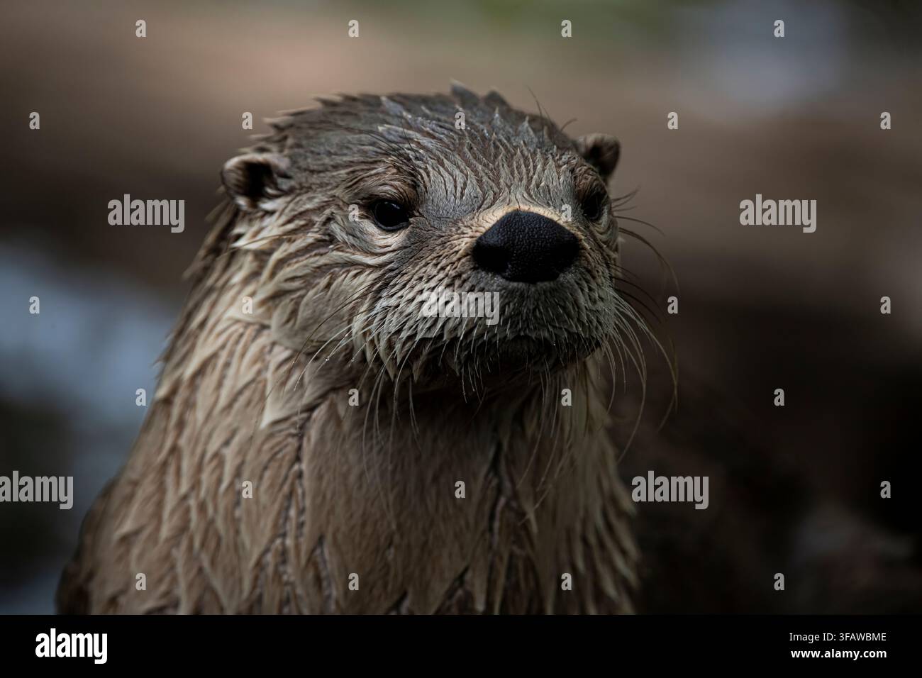 Die nordamerikanische Flussotter (Lontra canadensis), auch bekannt als nördliche Flussotter und Flussotter, ist ein halbaquatisches Säugetier, das endemisch in Stockfoto