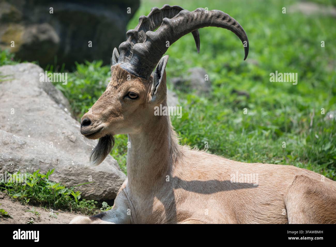 Der Nubische Steinbock (Capra nubiana) ist eine in Wüsten lebende Ziegenart (Gattung Capra), die in den bergigen Regionen Nord- und Nordostafrikas lebt Stockfoto