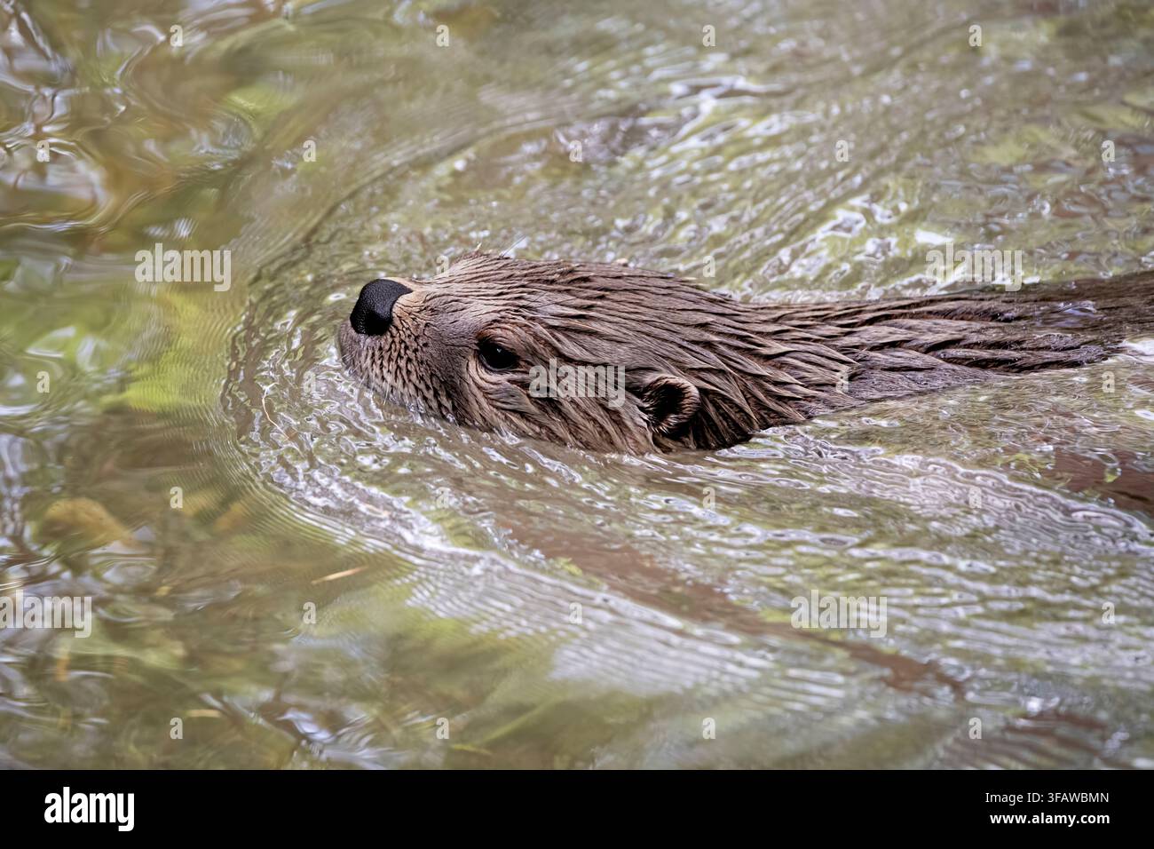 Die nordamerikanische Flussotter (Lontra canadensis), auch bekannt als nördliche Flussotter und Flussotter, ist ein halbaquatisches Säugetier, das endemisch in Stockfoto