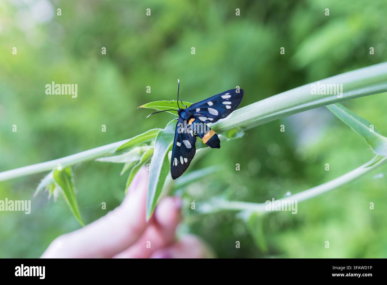 Neunfleckiger Falter Amata phegea zeigt gefleckte schwarze Flügel während der Insektenbeobachtung in einem natürlichen grünen Lebensraum Stockfoto