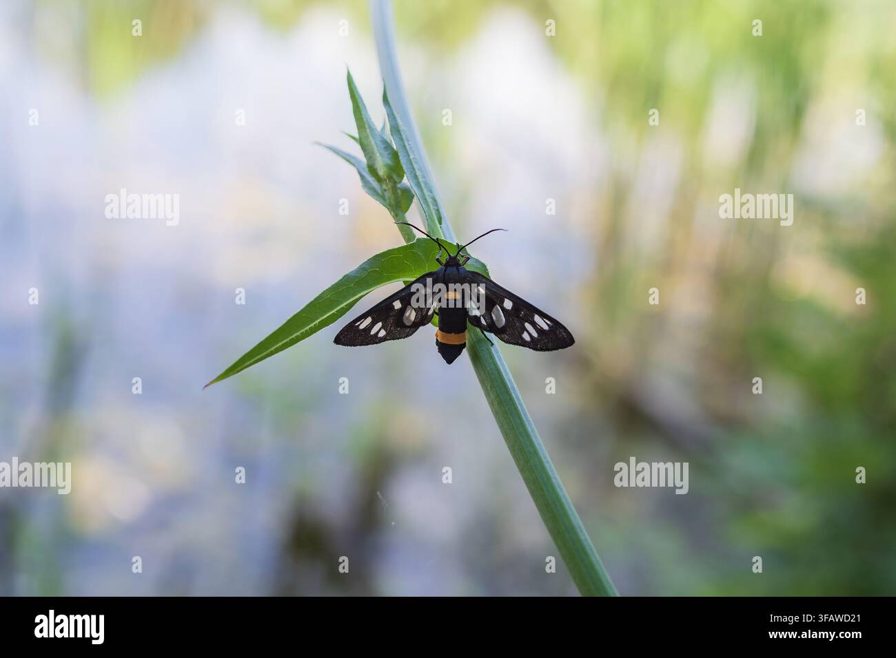 Neunfleckiger Falter Amata phegea zeigt gefleckte schwarze Flügel während der Insektenbeobachtung in einem natürlichen grünen Lebensraum Stockfoto